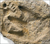 dino_man_footprint1